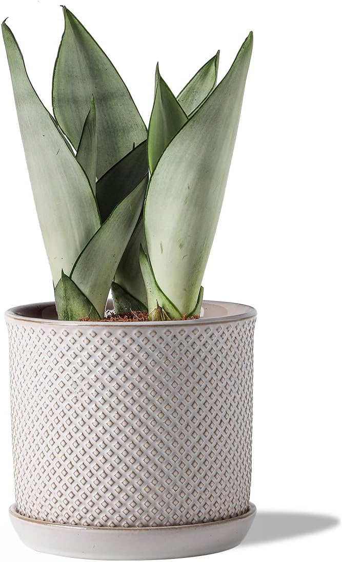 6 Inch Plant Pots : Ceramic Planter Pot with Drainage Hole & Saucer - Flower Pot for Indoor & Outdoor Plants - Beaded Embossed Design White Planter with Separate Tray