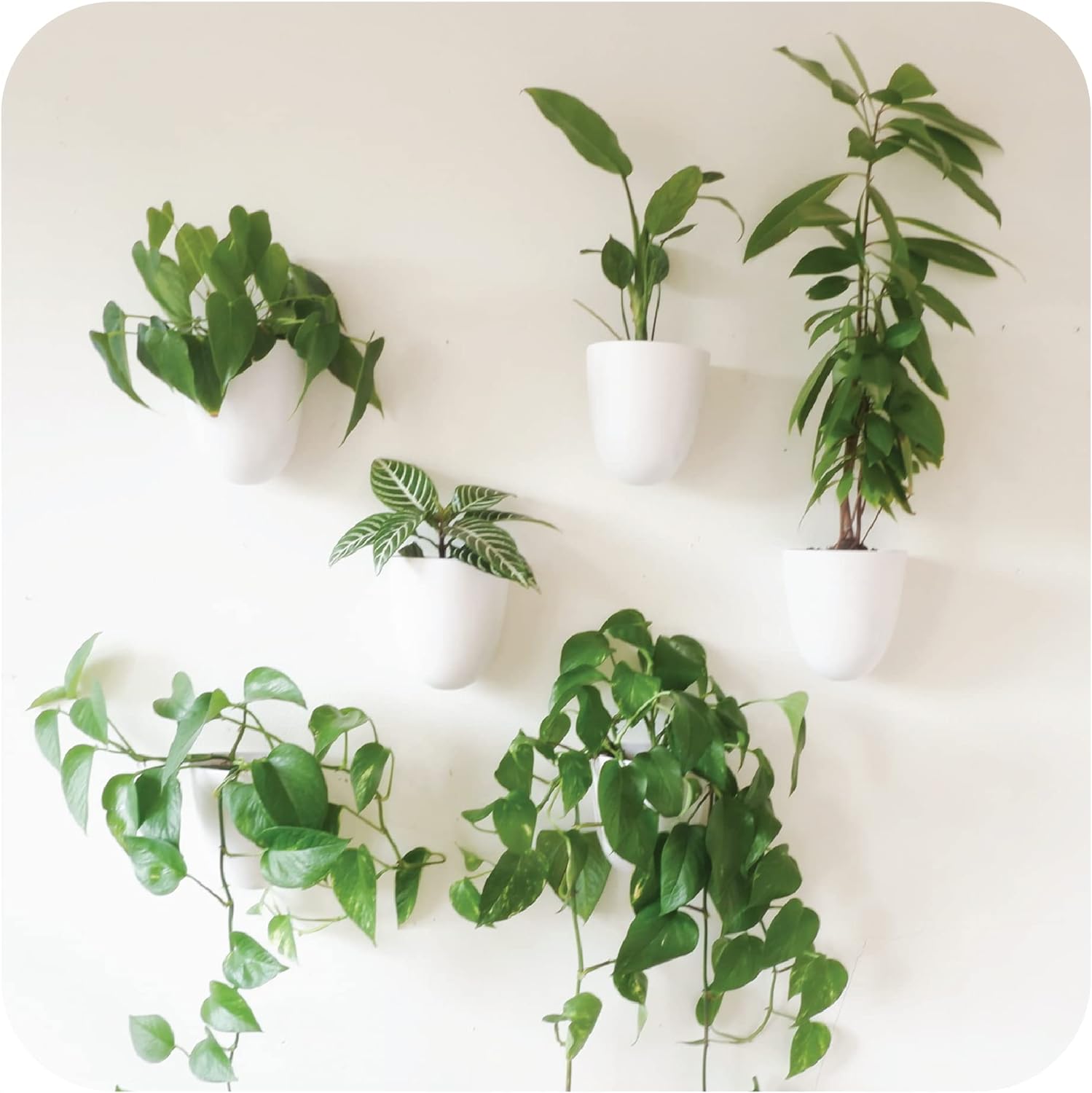 Virgo Self-Watering Wall Planters (Set of 6) - Easy to Water and Install - Lightweight - Design Your Own Vertical Garden - Wall Planters for Indoor Plants