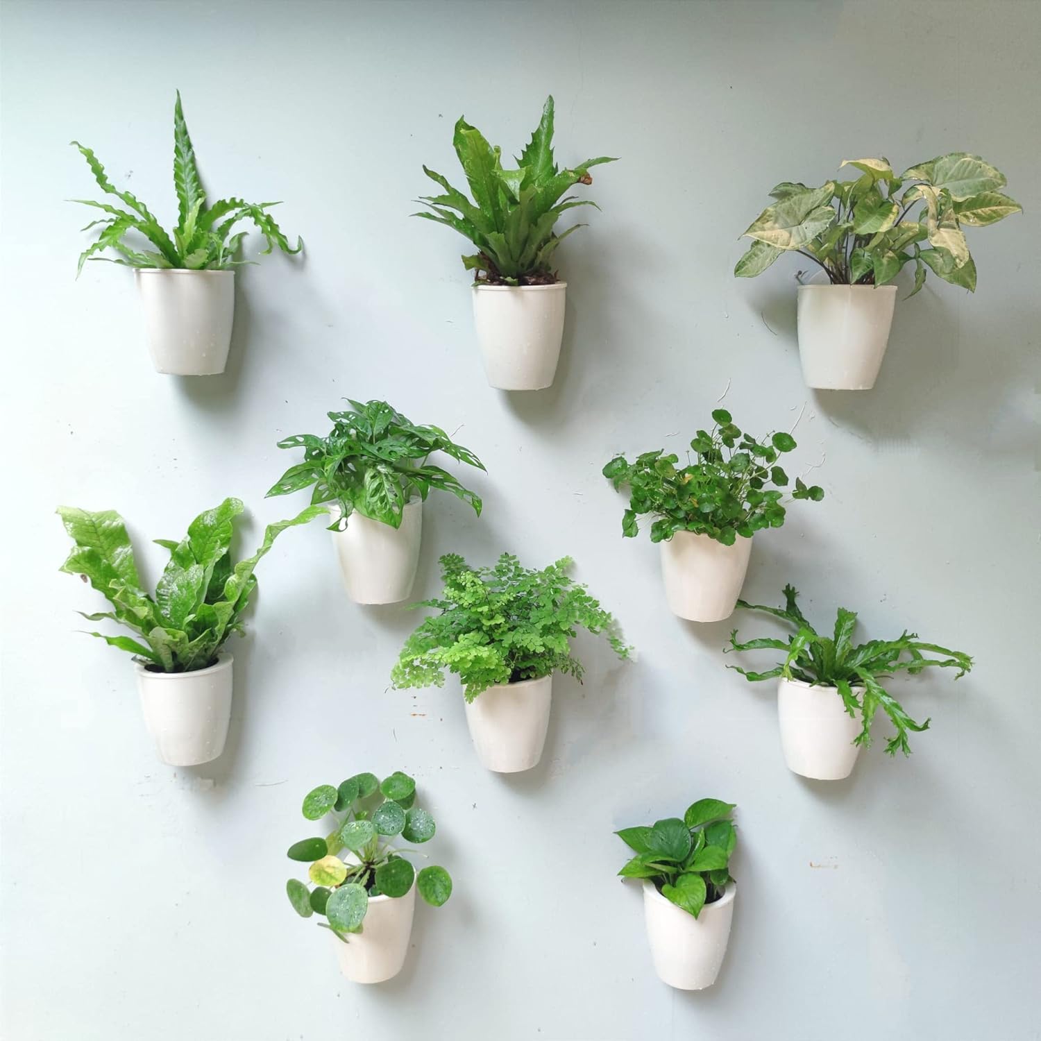 LaLaGreen Wall Mounted Planters for Indoor Plants - 10 Pack